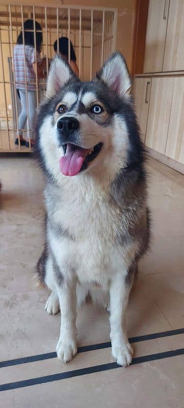 Russian husky 2