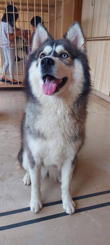 Russian husky 3