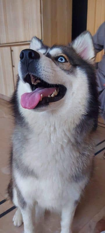 Russian husky 5