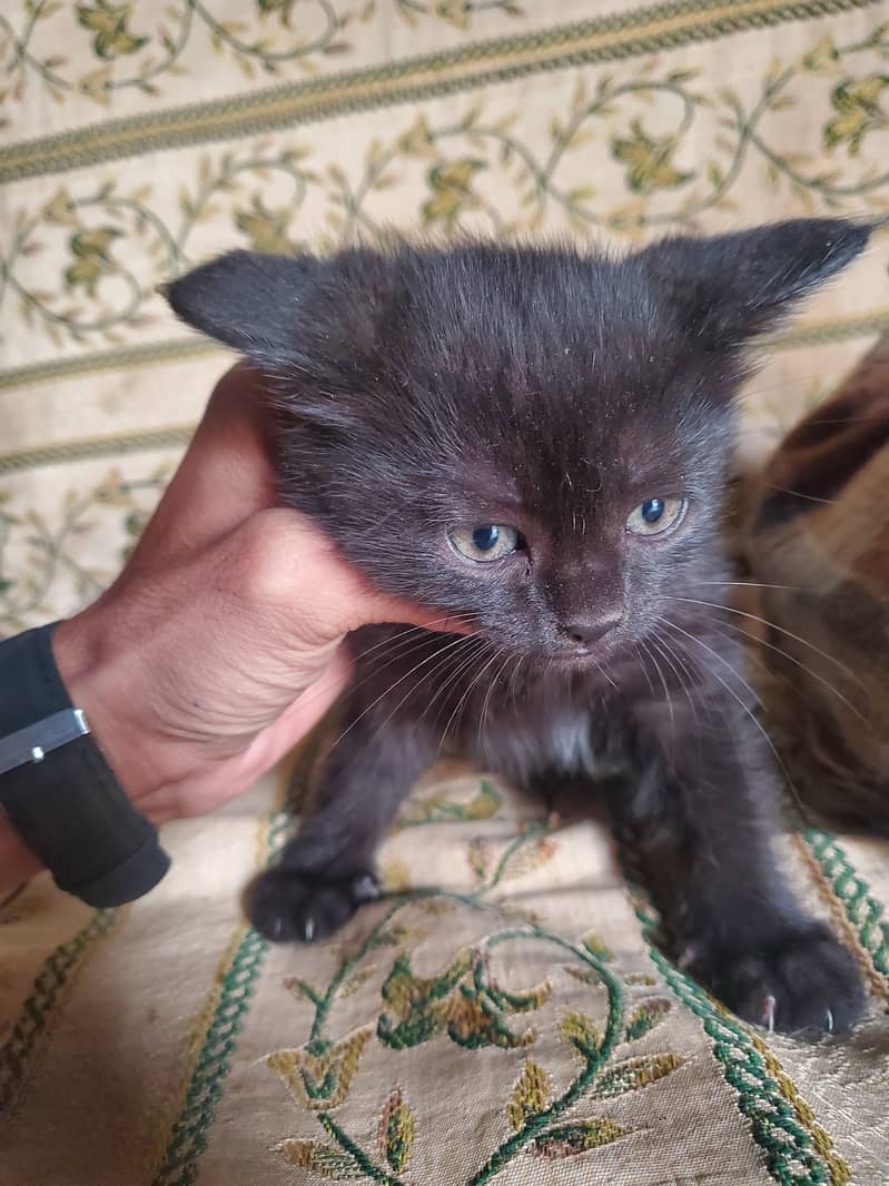 persian cats with mother for sale 0