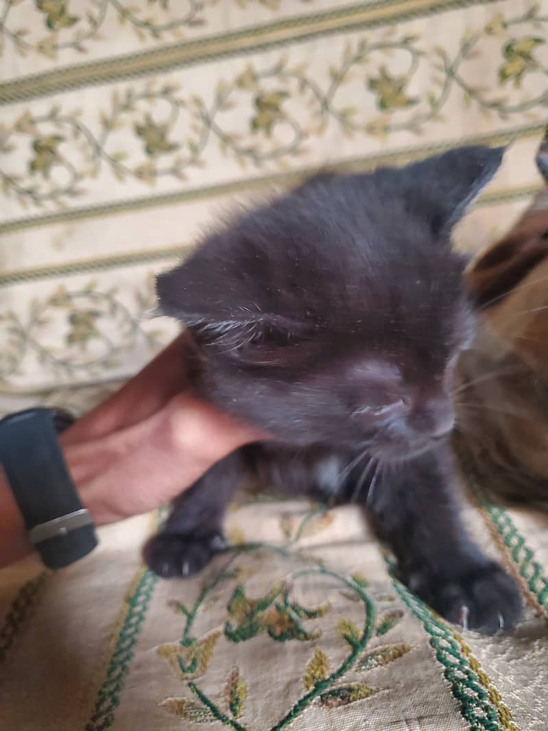 persian cats with mother for sale 1