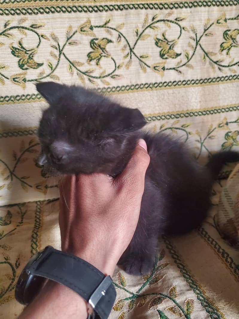 persian cats with mother for sale 2