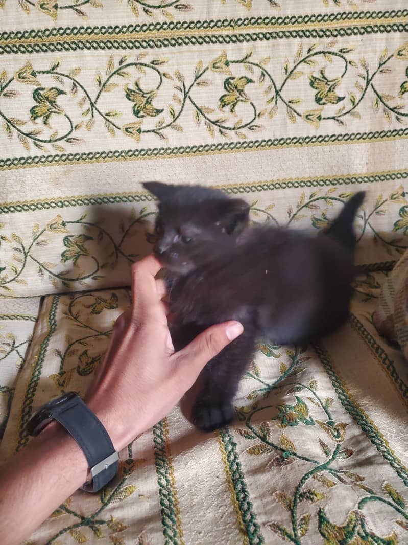 persian cats with mother for sale 3