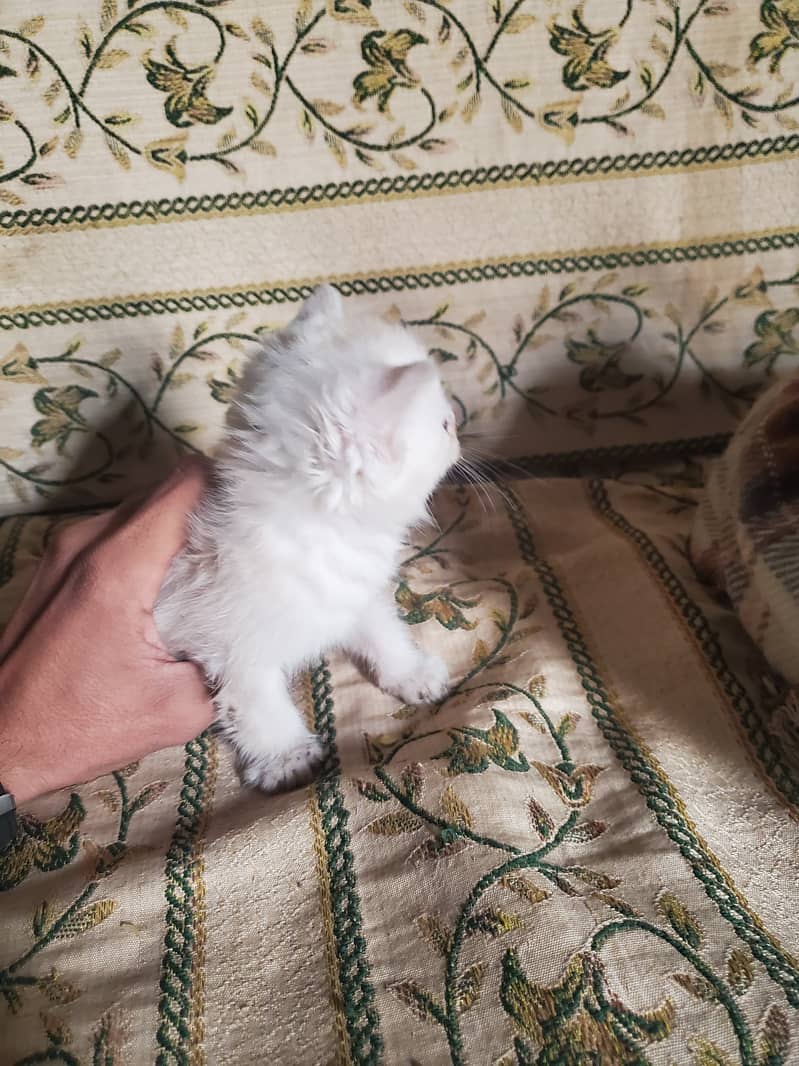 persian cats with mother for sale 4