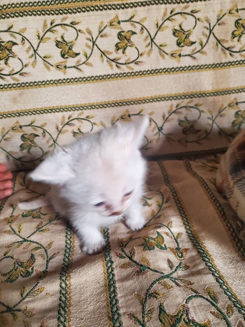 persian cats with mother for sale 5