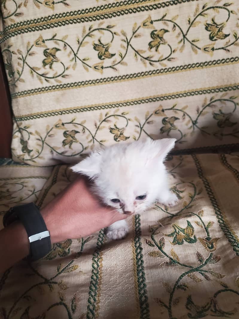 persian cats with mother for sale 6