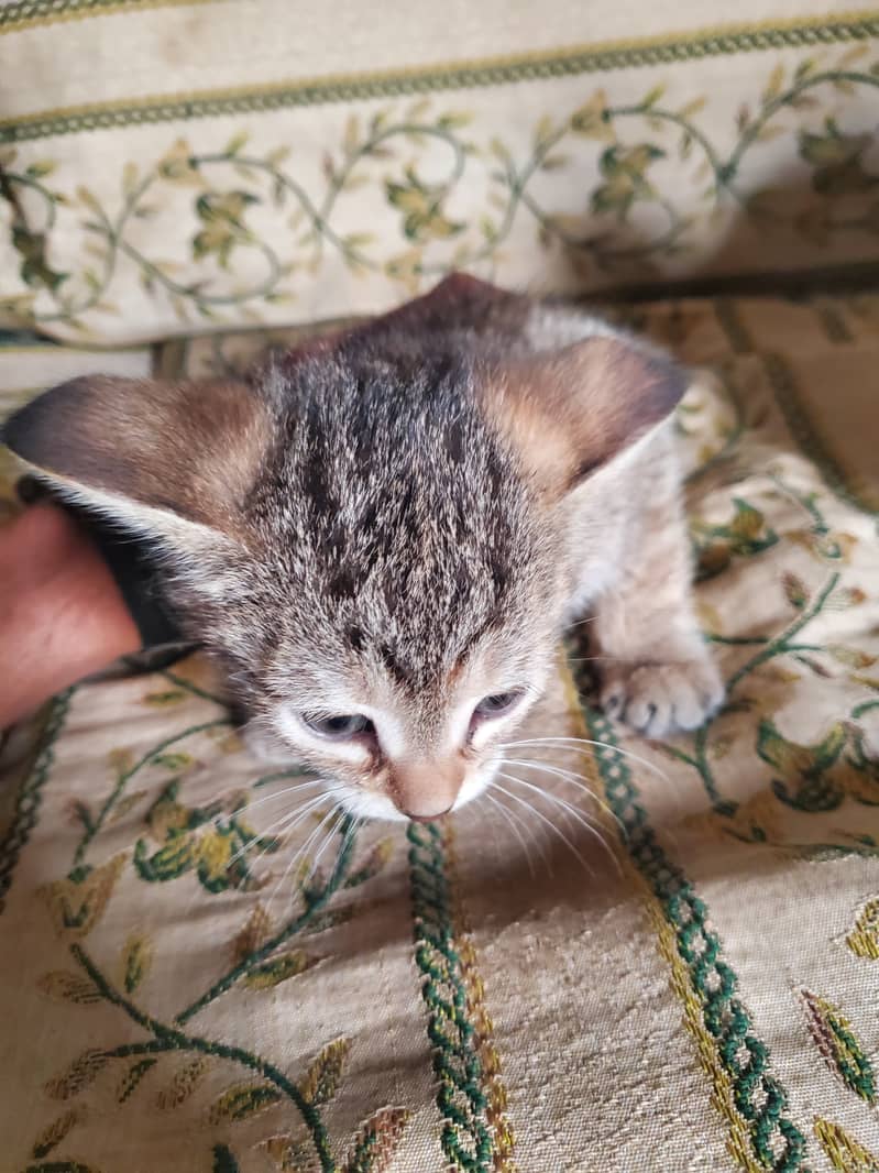 persian cats with mother for sale 7