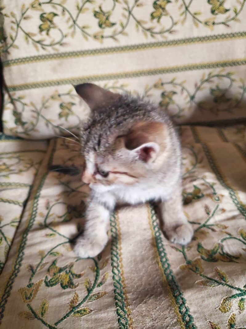 persian cats with mother for sale 8