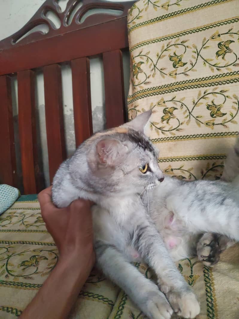 persian cats with mother for sale 10