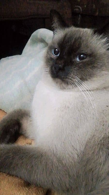 Siamese cat for sale 0