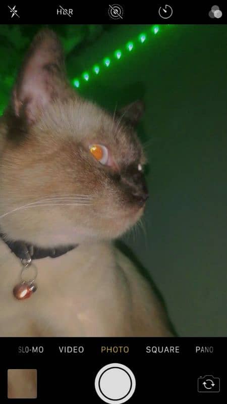 Siamese cat for sale 1