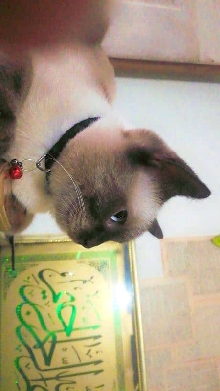 Siamese cat for sale 2