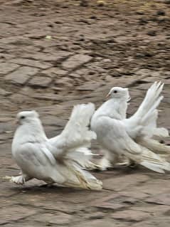 Indian Faintail pair