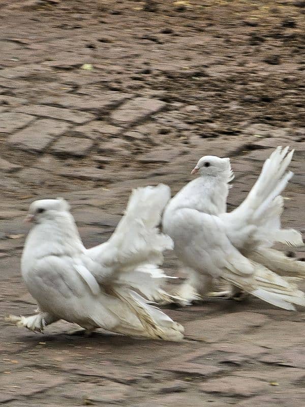 Indian Faintail pair 0