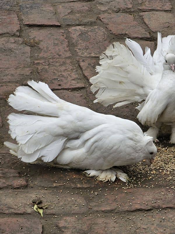 Indian Faintail pair 3