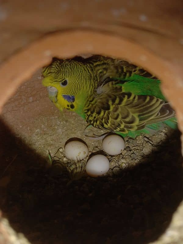 Some Hogoromo & Rainbow Budgies for Sale 2