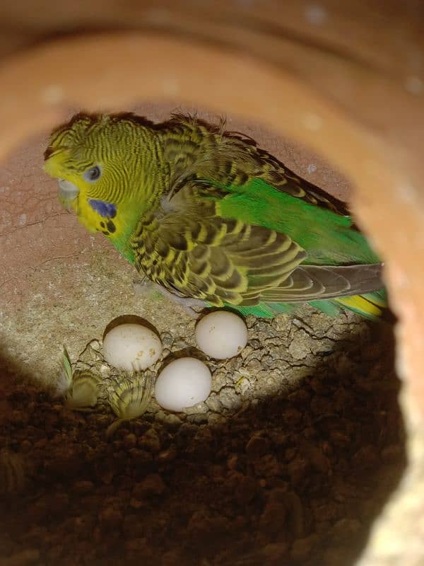 Some Hogoromo & Rainbow Budgies for Sale 3