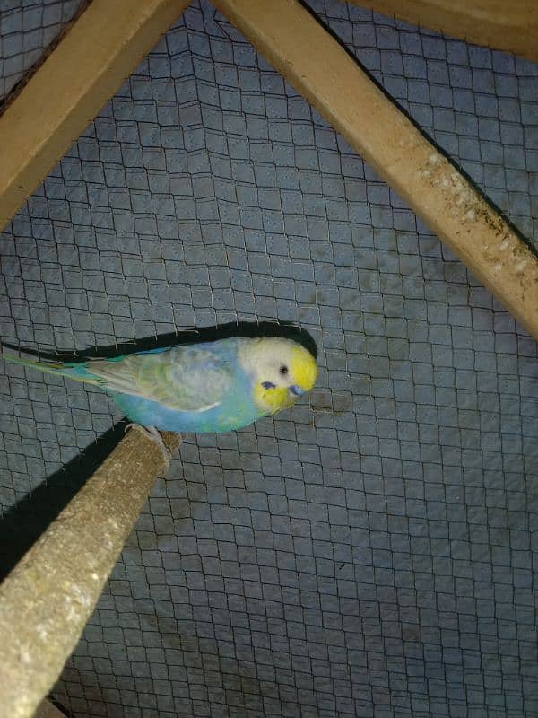 Some Hogoromo & Rainbow Budgies for Sale 4