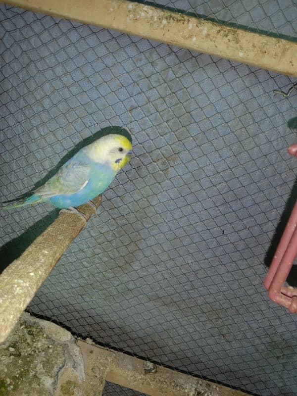 Some Hogoromo & Rainbow Budgies for Sale 5