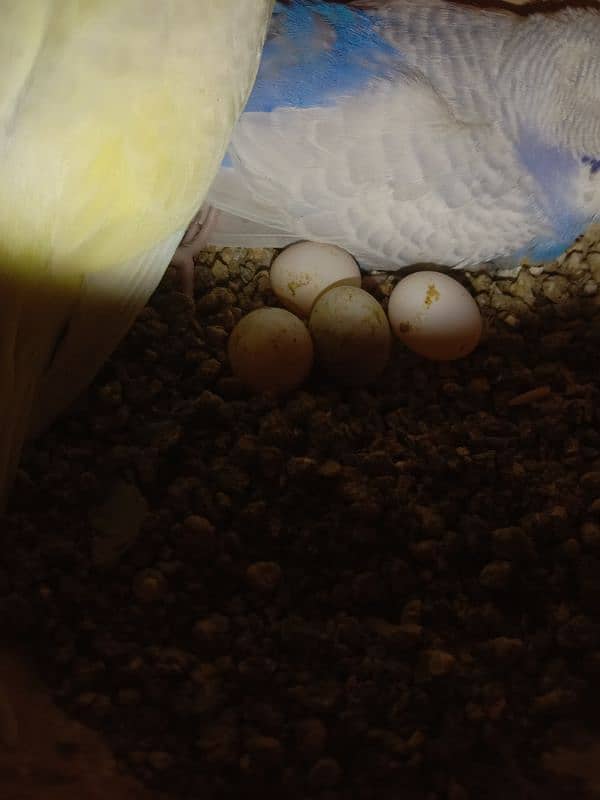 Some Hogoromo & Rainbow Budgies for Sale 7