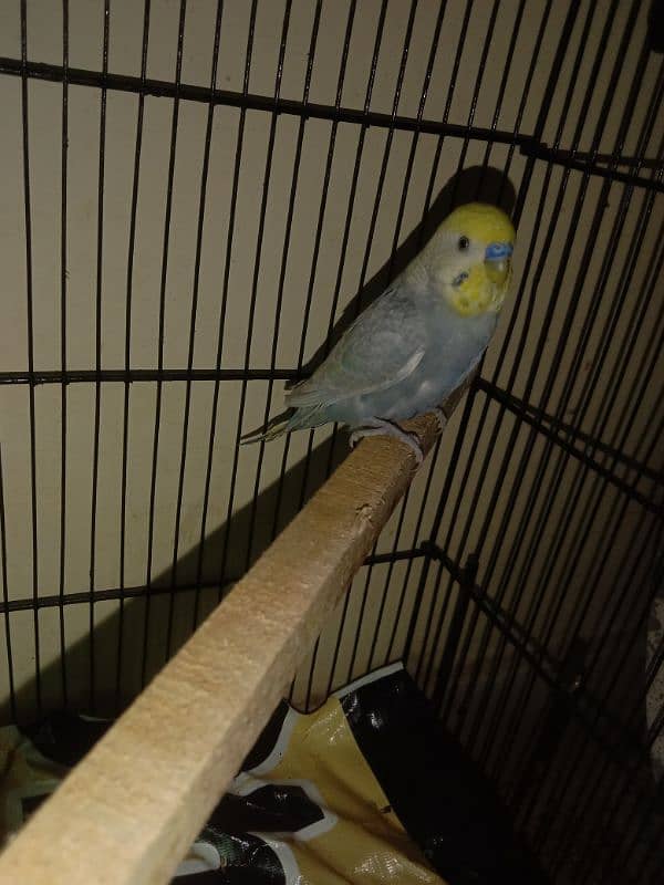 Some Hogoromo & Rainbow Budgies for Sale 8