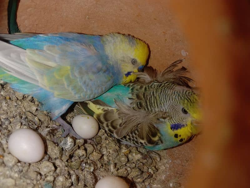 Some Hogoromo & Rainbow Budgies for Sale 10