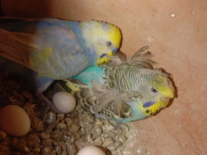 Some Hogoromo & Rainbow Budgies for Sale 11