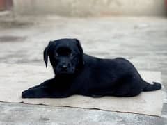 labrador female available puppy