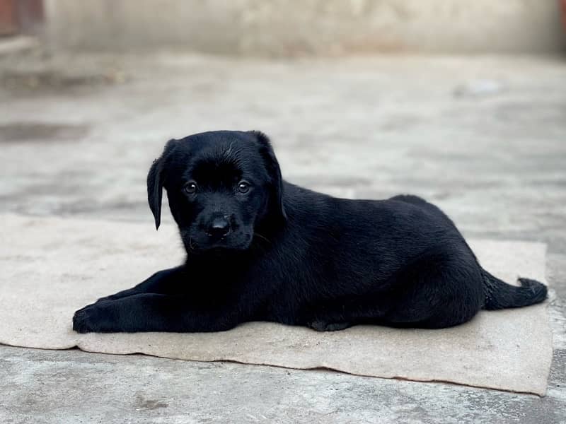 labrador available puppy 4