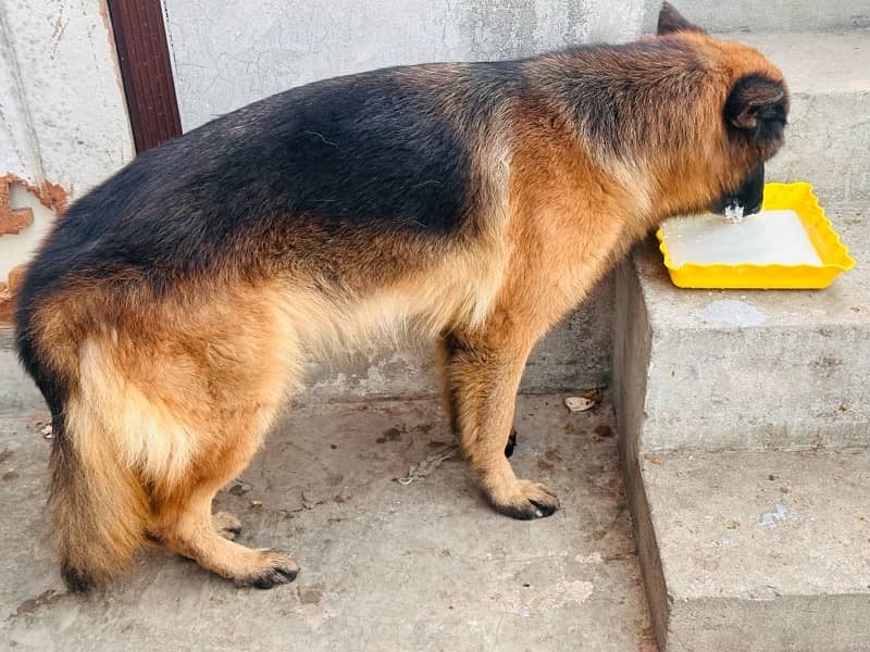 German Shepherd Female long coated black Mask 4