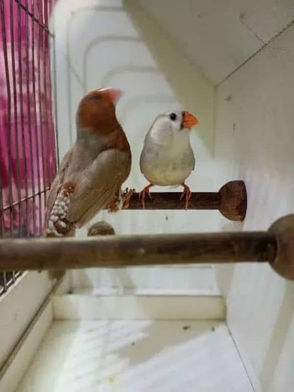 zebra finches 9