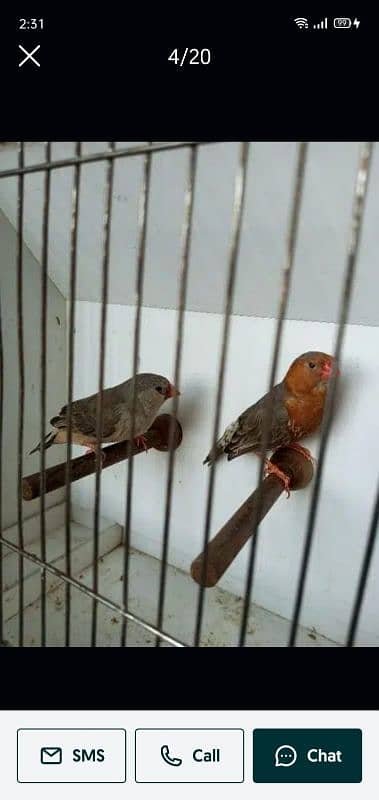 zebra finches 11