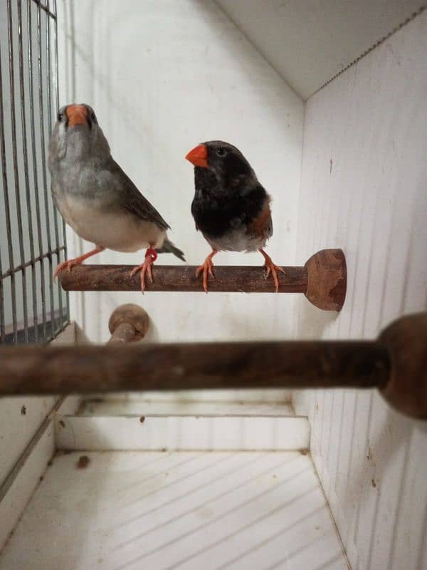 zebra finches 12