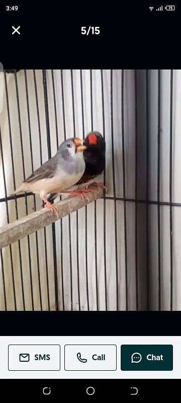 zebra finches 13