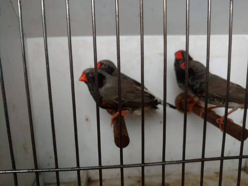 zebra finches 14