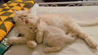 Persian kittens/ triple coated/ Vaccinated kittens available for sale