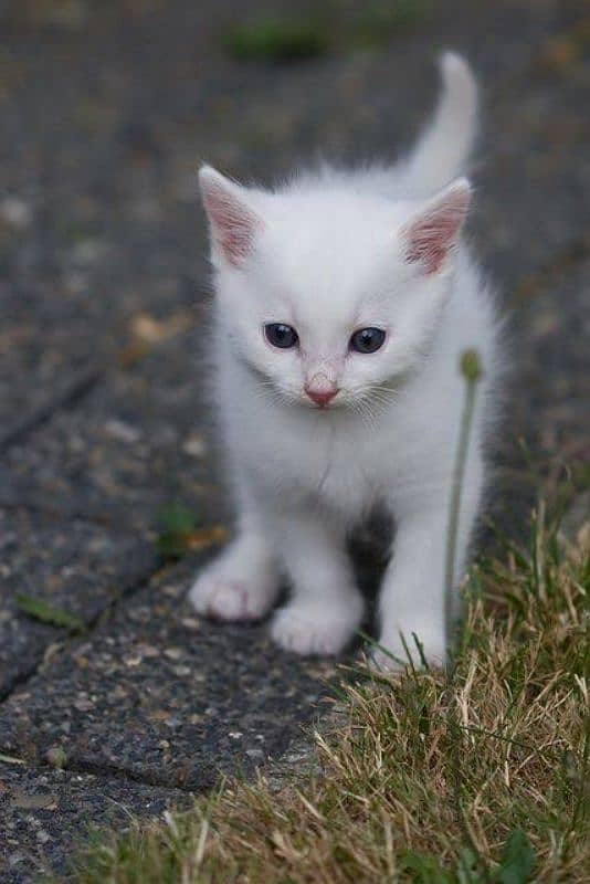 beautiful (pure white) Persian kitten for sale 0