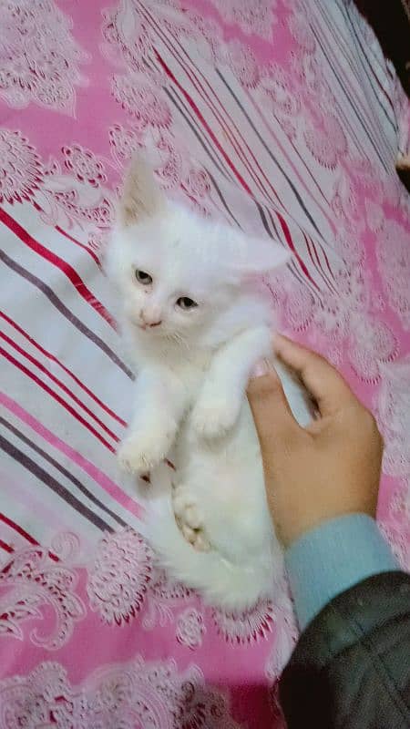 beautiful (pure white) Persian kitten for sale 1