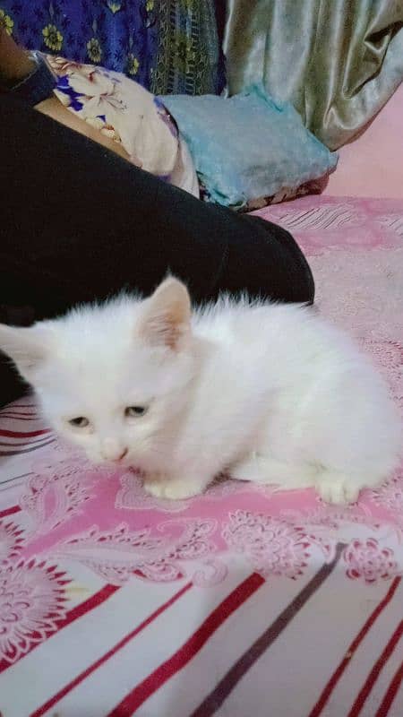 beautiful (pure white) Persian kitten for sale 2