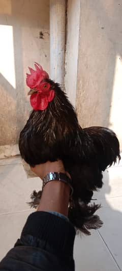 bantam male for sale