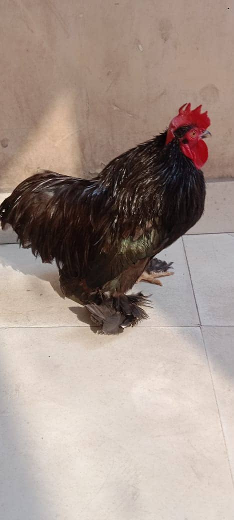 bantam male for sale 1