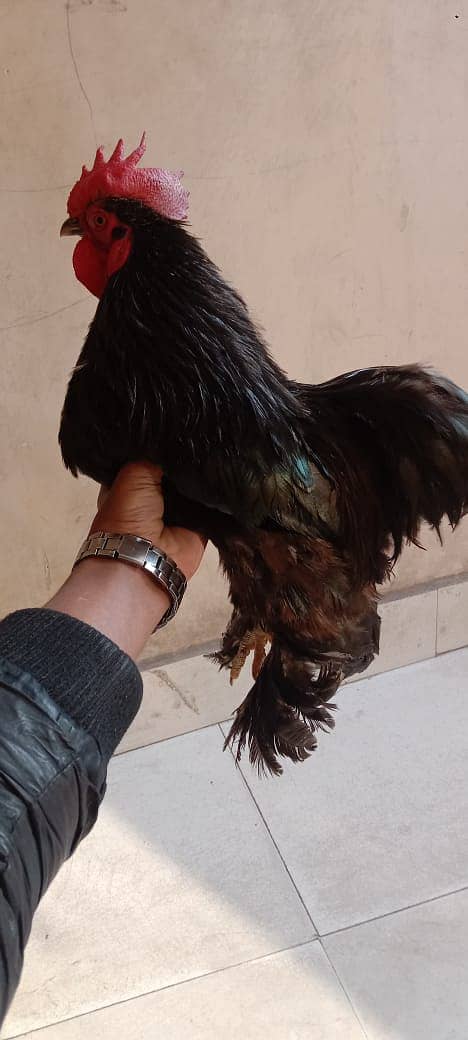 bantam male for sale 2