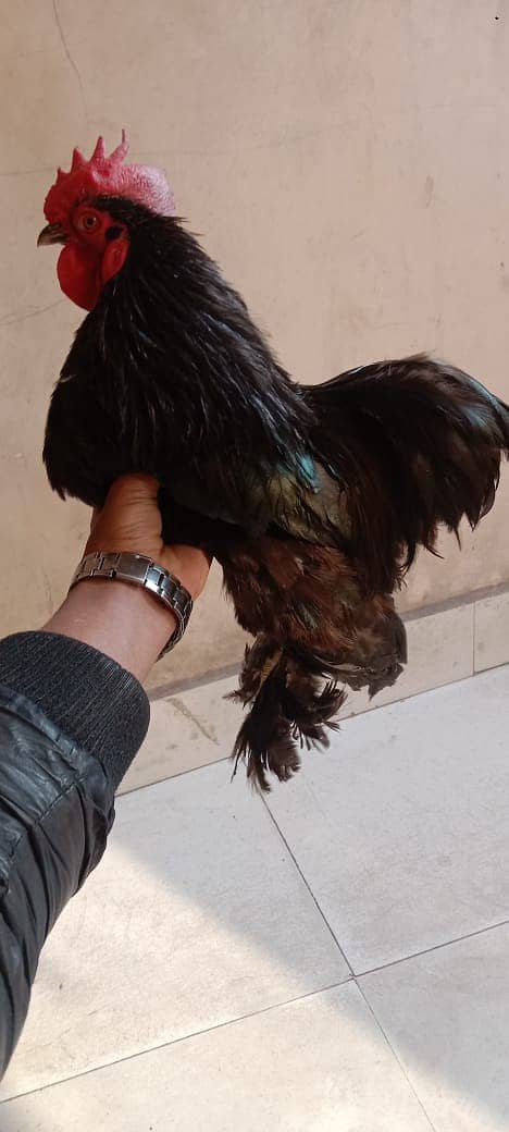 bantam male for sale 3