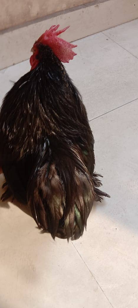 bantam male for sale 4