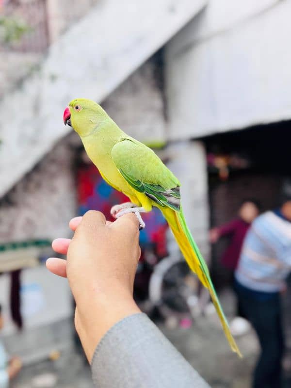 Green Ring Neck | Parrot | Tuta | طوطا | Parrot For Sale | Green P 0