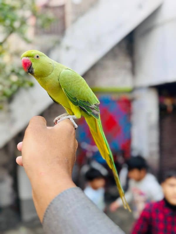 Green Ring Neck | Parrot | Tuta | طوطا | Parrot For Sale | Green P 1