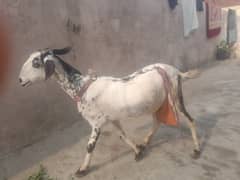 goats and baby sell Karna ha