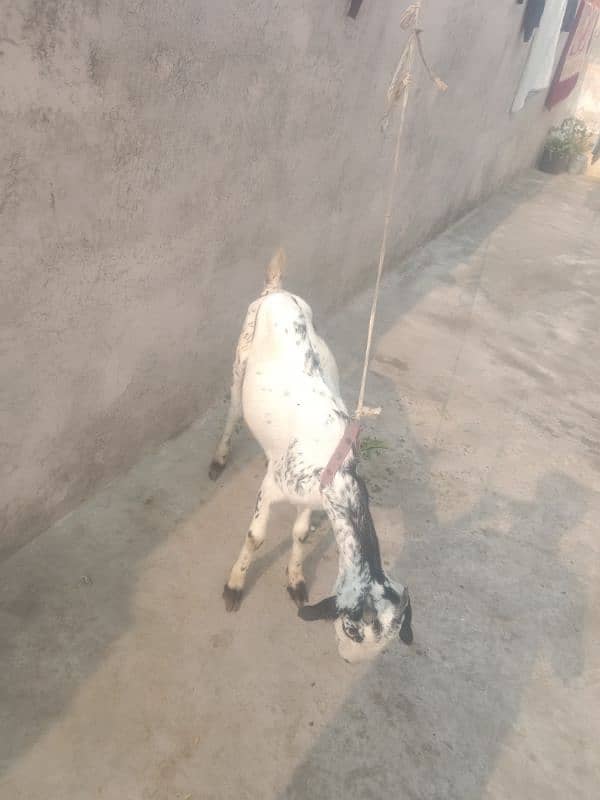 goats and baby sell Karna ha 1