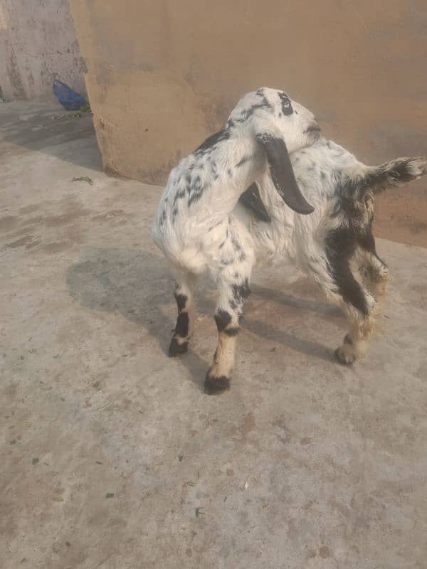 goats and baby sell Karna ha 4