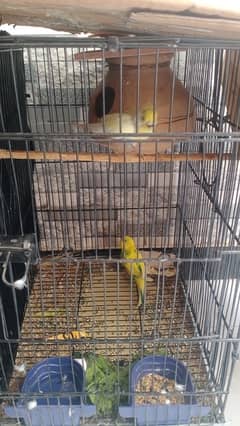 lutino love bird pair budgies pair with cage